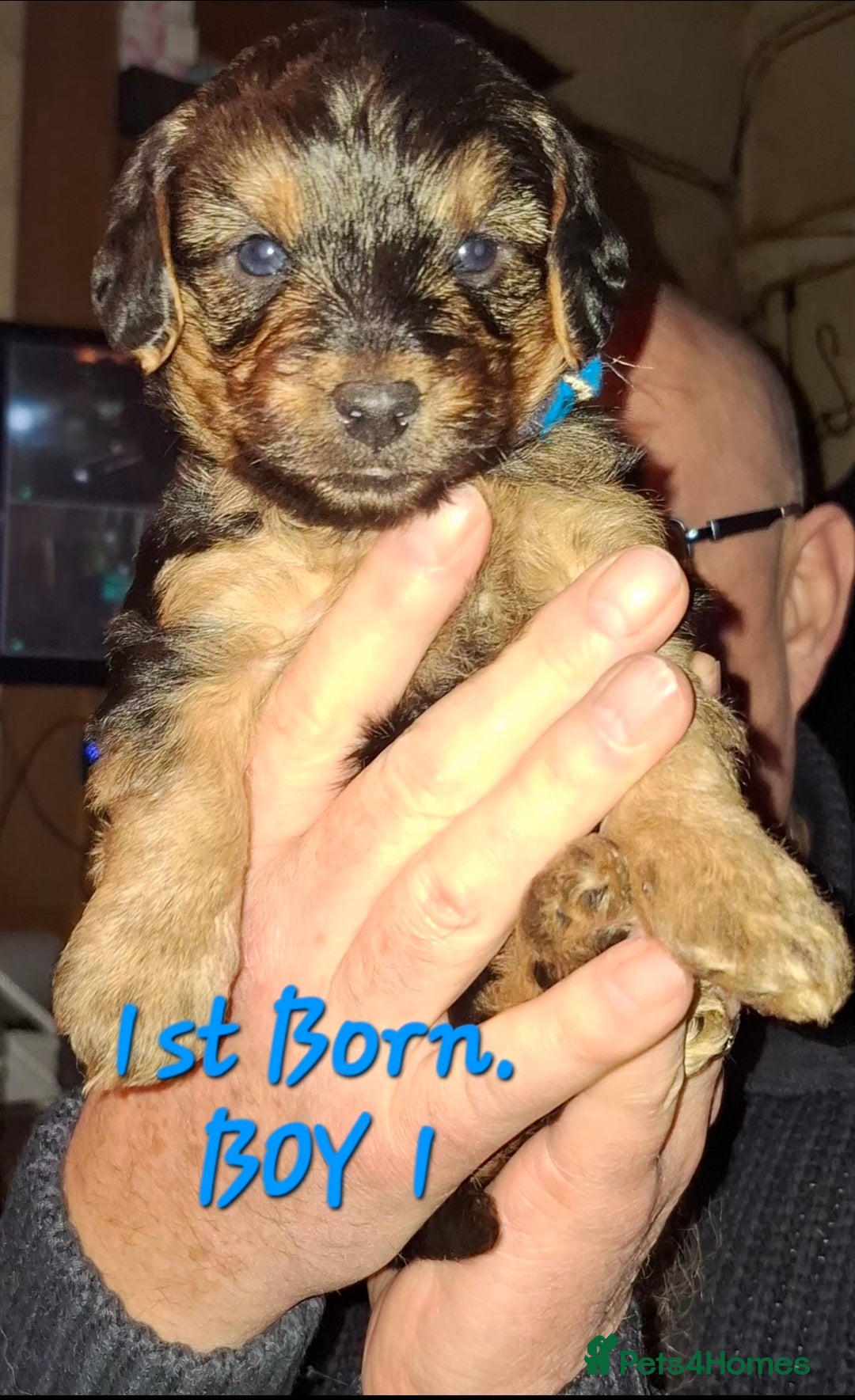 Yorkiepoo dogs for sale:  Yorkiepoo Puppies! Ready 4 Forever Homes 23rd Dec - Advert 9