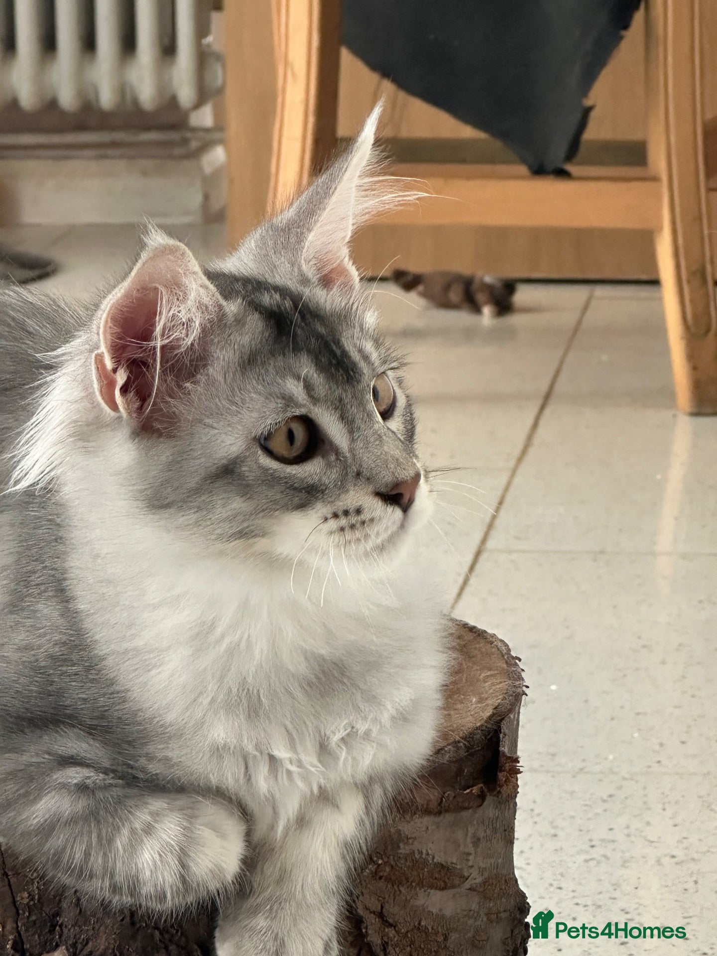 Maine Coon cats Maine Coon Kitten - Advert 1