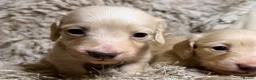Miniature Dachshund dogs for sale: KC Longhaired Cream Miniature Dachshund Puppies - Advert 33