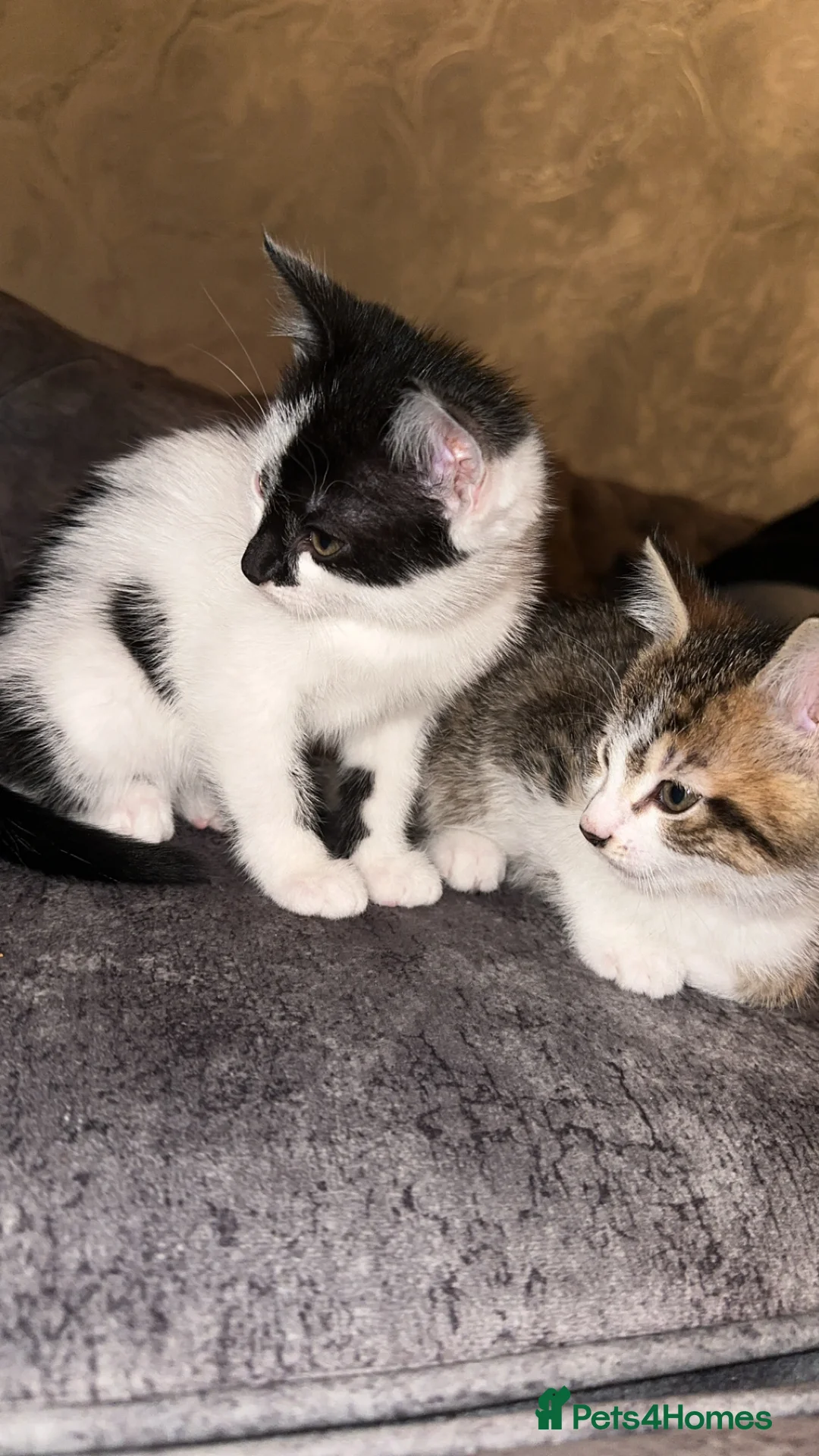 Domestic Shorthair cats for sale: Gorgeous tabby and British shorthair kitten - Advert 2