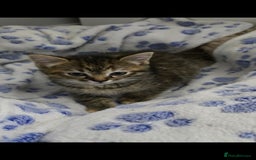 Ragdoll cats for sale: Ragdoll Cross Kittens  - Image 2
