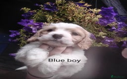 Cavachon dogs for sale: Gorgeous F1 cavachons for sale - Image 2