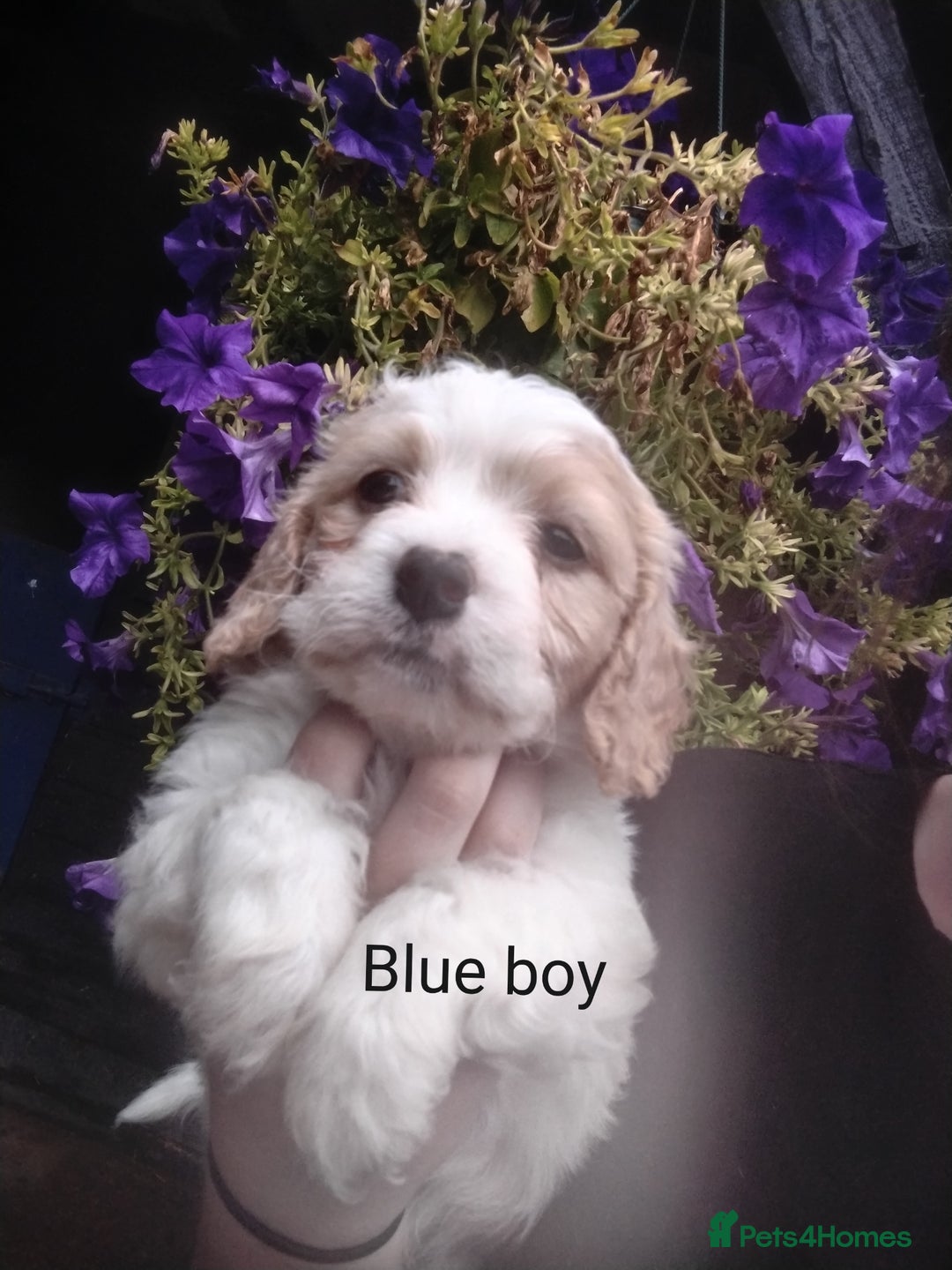 Cavachon dogs for sale: Gorgeous F1 cavachons for sale - Image 2