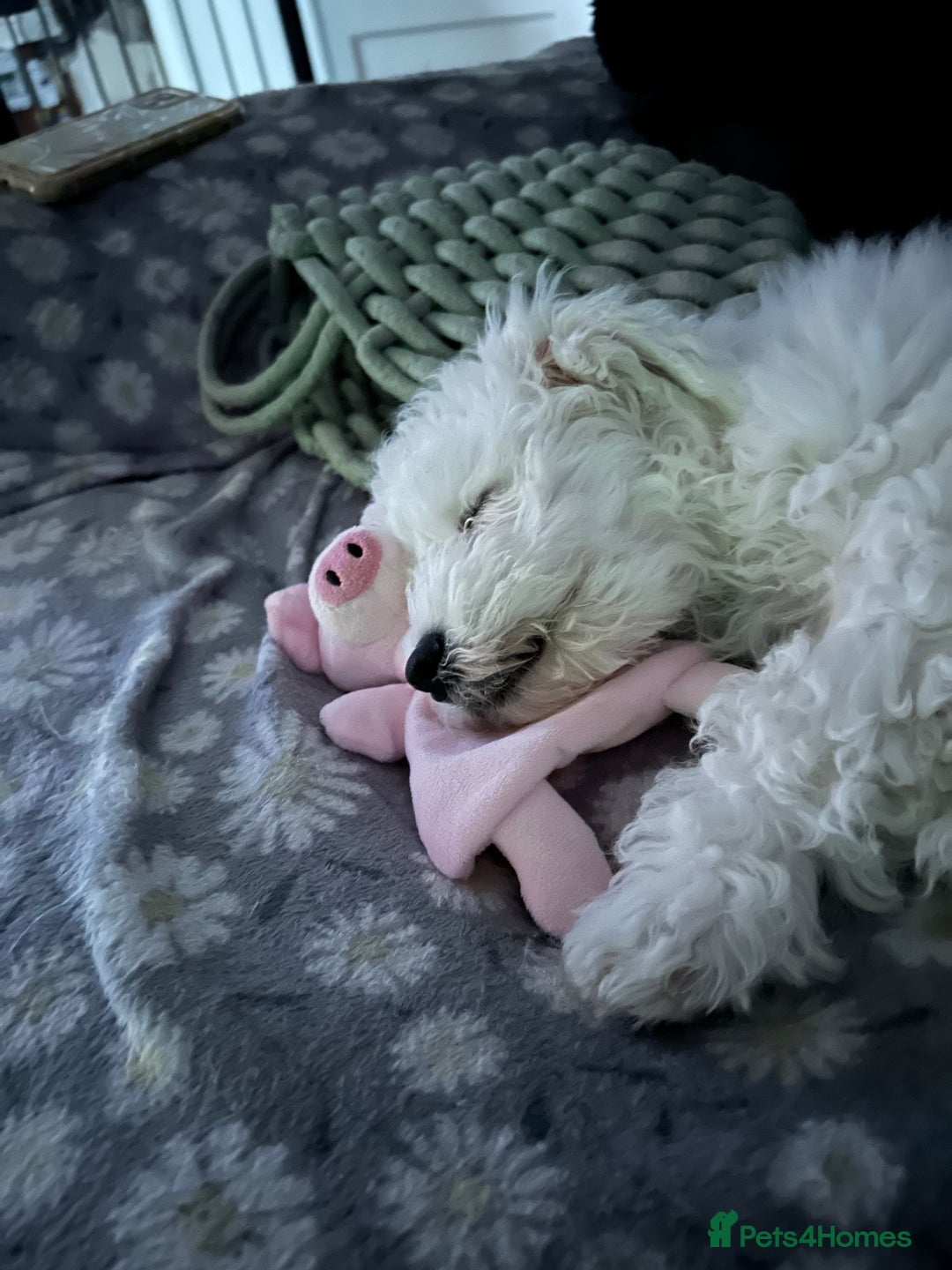 Bichon Frise dogs for sale: Gorgeous 17week old Bichon Frise - Image 4