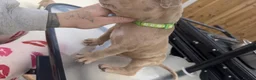 American Bully dogs for sale: Pocket bully puppies  - Advert 24