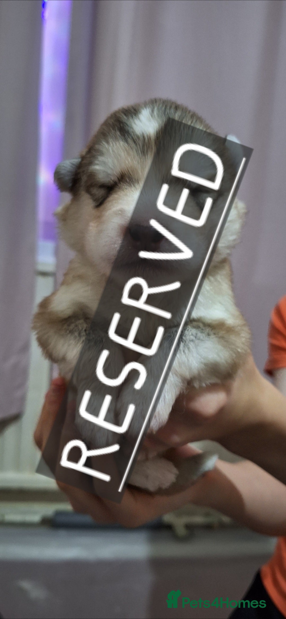 Mixed Breed dogs for sale: 3 remaining Alaskan Shepherds  - Advert 4