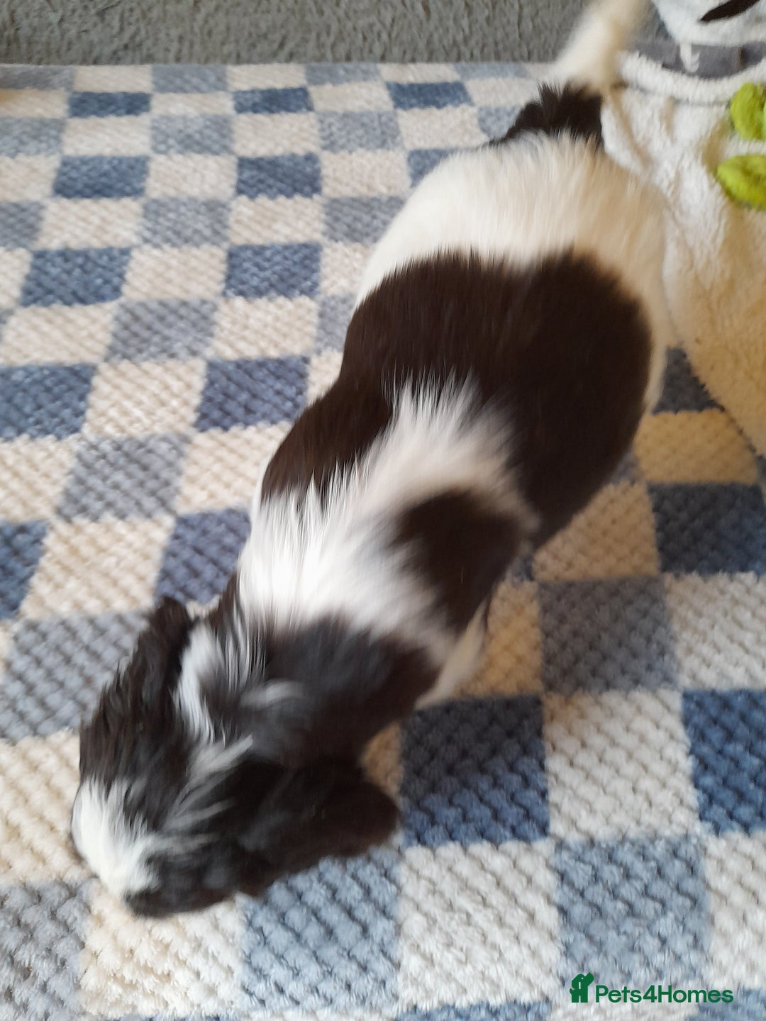 Sproodle dogs for sale: Gorgeous Sproodle pups. - Advert 4