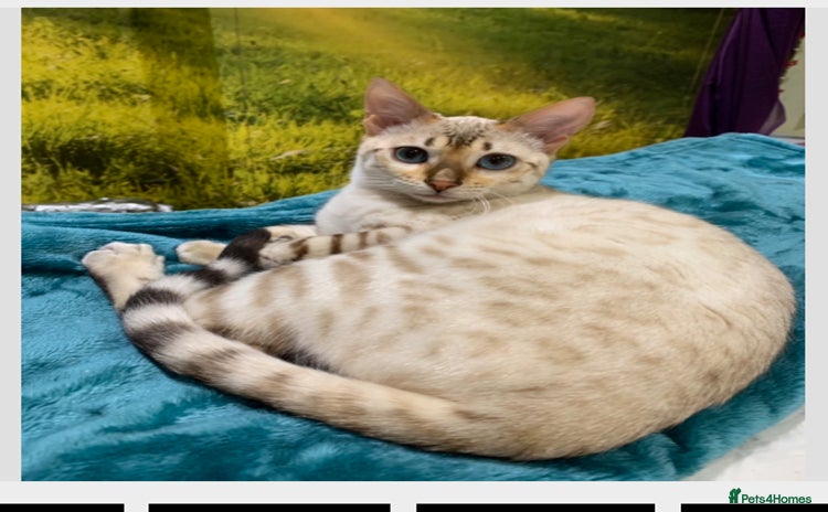 Bengal cats - Advert 1