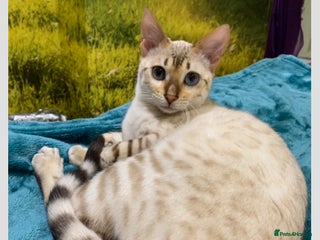 Bengal cats Beautiful Snow Female Bengal (REGISTERED) - Advert 3