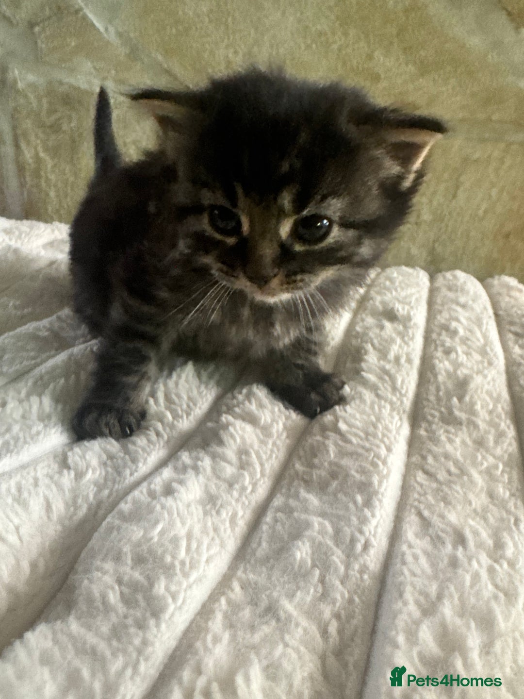 Mixed Breed cats for sale: Kittens  - Advert 2