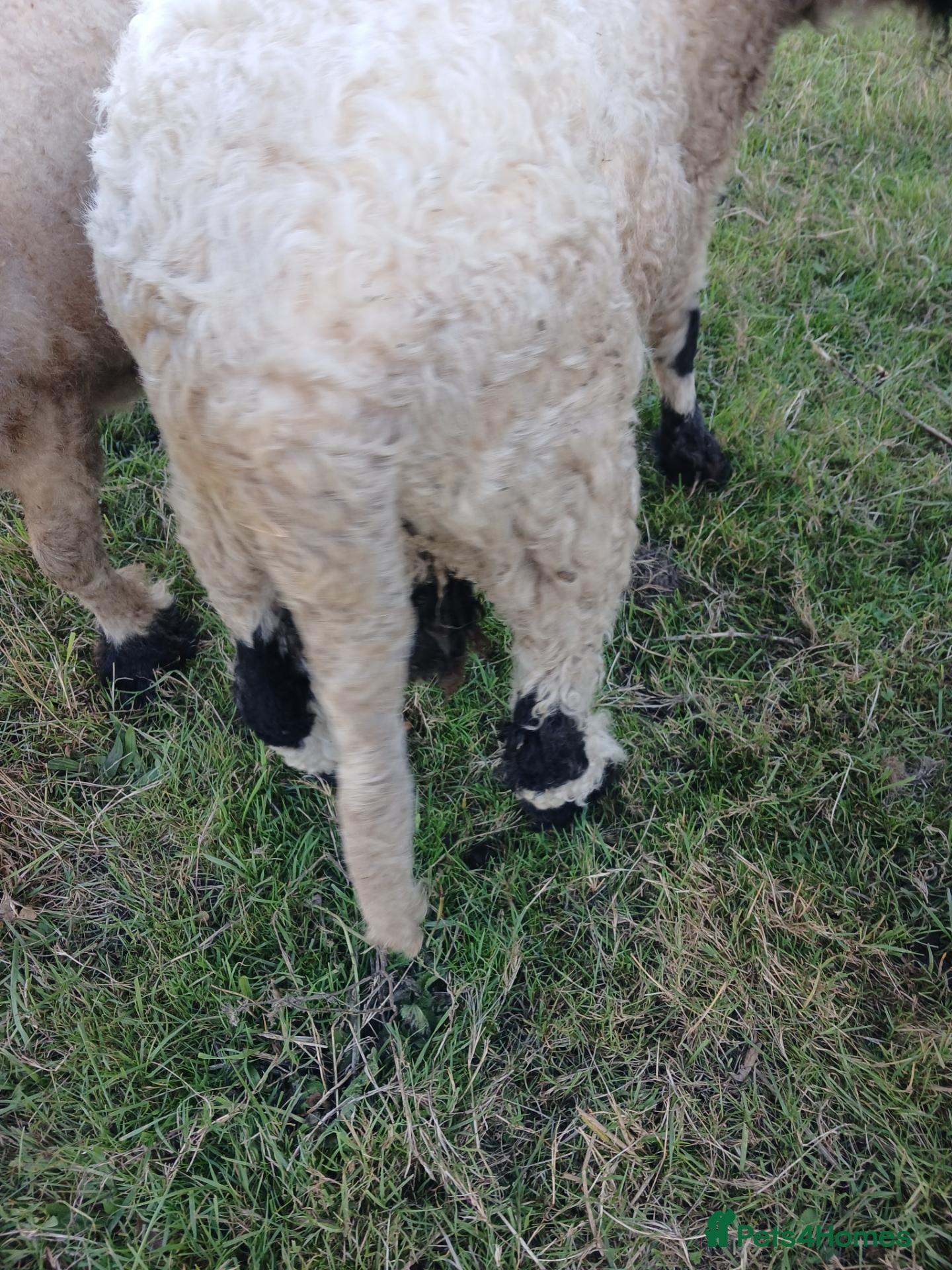 Sheep livestock Valais black nose ram  - Advert 1