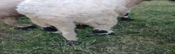 Sheep livestock for sale: Valais black nose ram  in Bishop Auckland - Advert 1