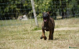 Belgian Shepherd Dog dogs for sale: KC registered Belgian Malinois – Stable,Balanced🐾 - Image 9