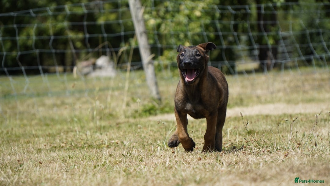 Belgian Shepherd Dog dogs for sale: KC registered Belgian Malinois – Stable,Balanced🐾 - Image 9
