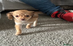 Chipoo dogs for sale: F1b Chipoo last girl  - Image 11