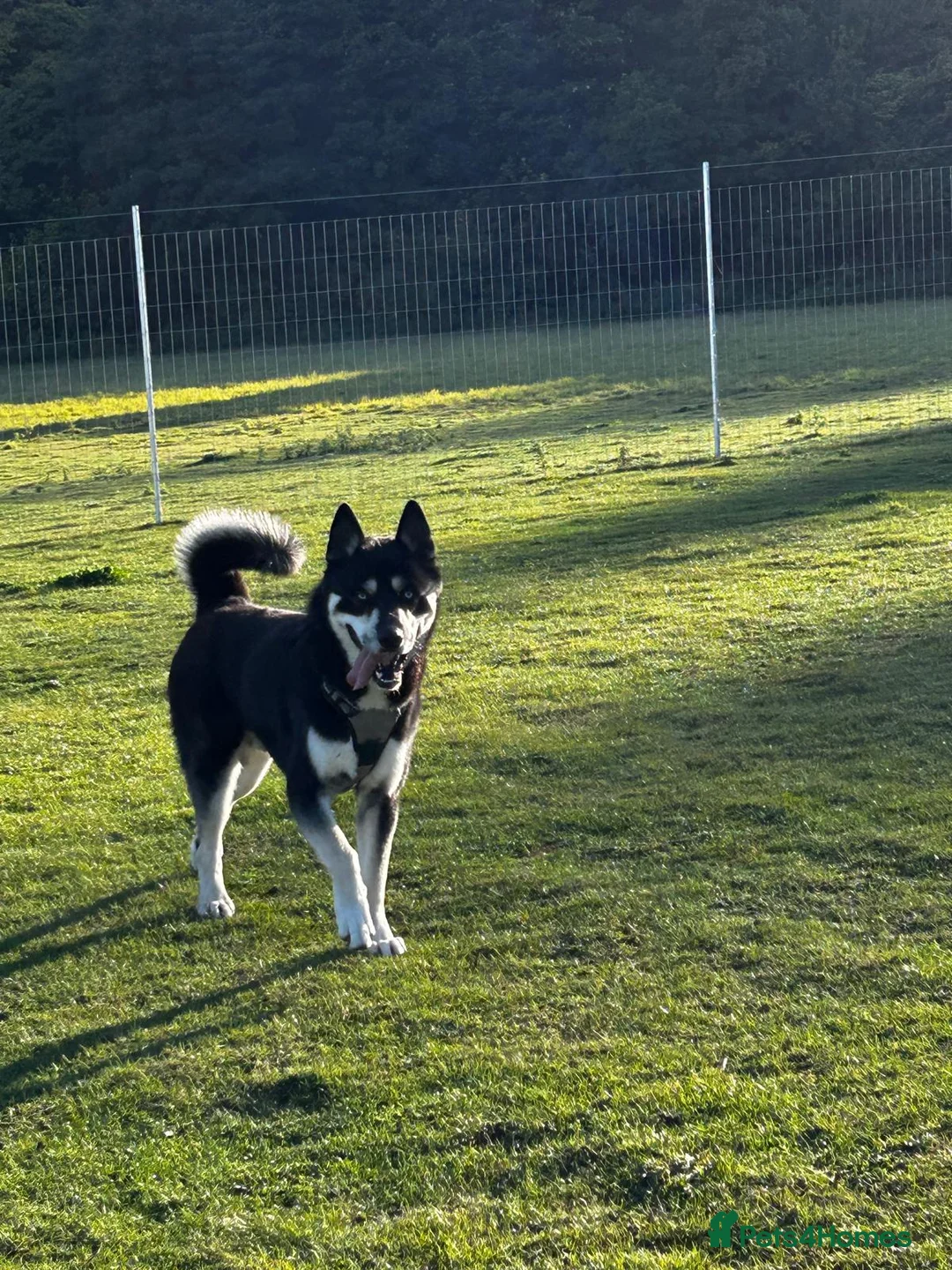 Siberian Husky dogs for stud: 🐺 Handsome Husky Stud Available 🐺 - Advert 4