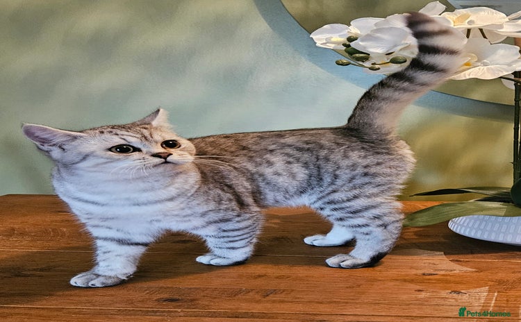 British Shorthair cats Pedigree British Shorthair Silver Kitten - Advert 14