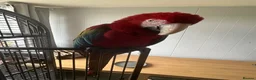 Macaws birds for sale: Macaw Greenwing  - Advert 6