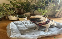 Pug dogs for adoption: 💖🐶 LOLA 🐶💖 - Image 7