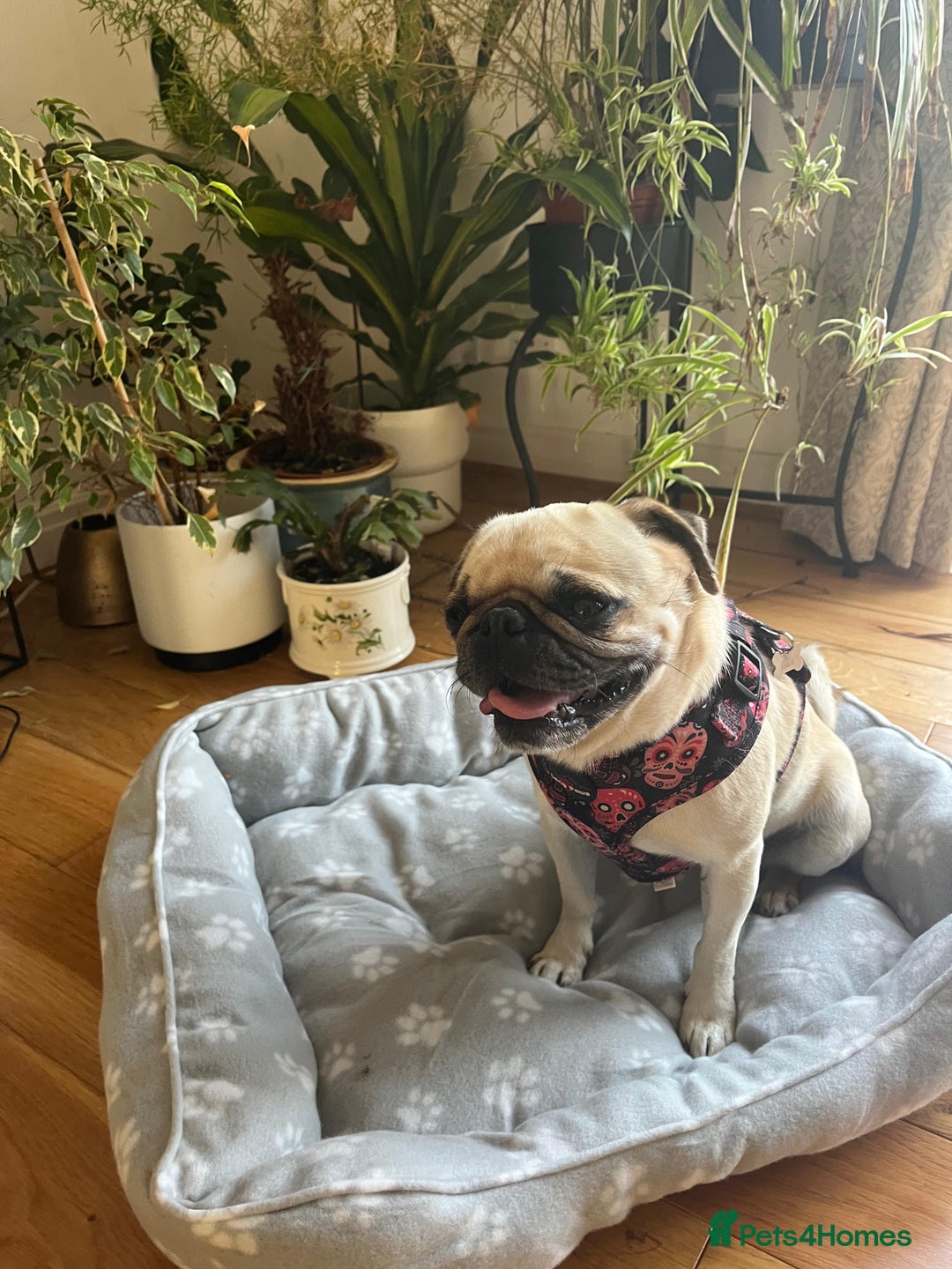 Pug dogs for adoption: 💖🐶 LOLA 🐶💖 - Image 7