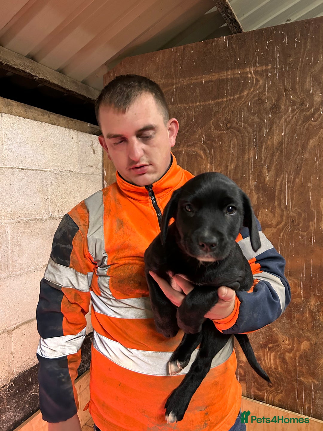 Borador dogs for sale: Barney  - Advert 13