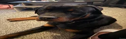 Rottweiler dogs for sale: MALE ROTTIE - Advert 3