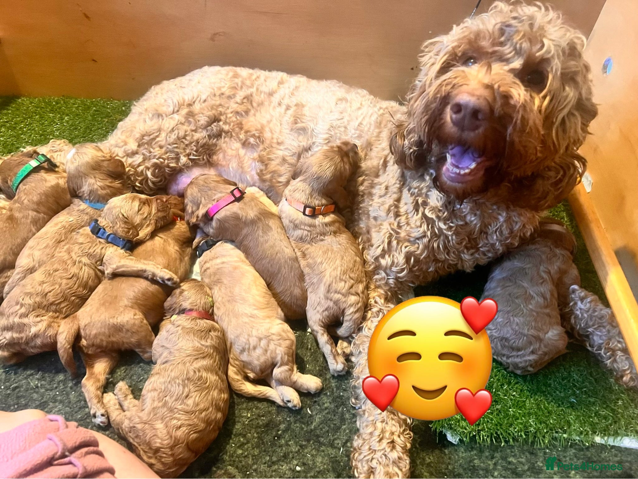 Australian Labradoodle dogs Tiny Tails,Big♥️Australian labradoodle - Advert 18