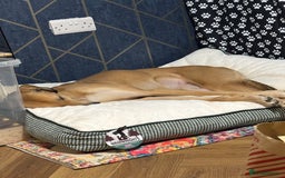 Mixed Breed dogs for sale: Beautiful saluki x greyhound for adoption - Image 14