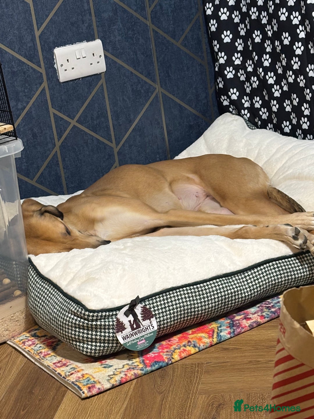 Mixed Breed dogs for sale: Beautiful saluki x greyhound for adoption - Image 14