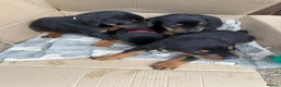 Dobermann dogs for sale: Doberman puppies for sale boys & girls  - Advert 19