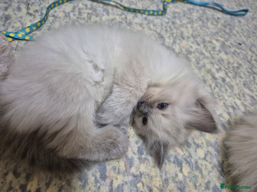 Ragdoll cats for sale: Pure ragdoll male kittens - Advert 9