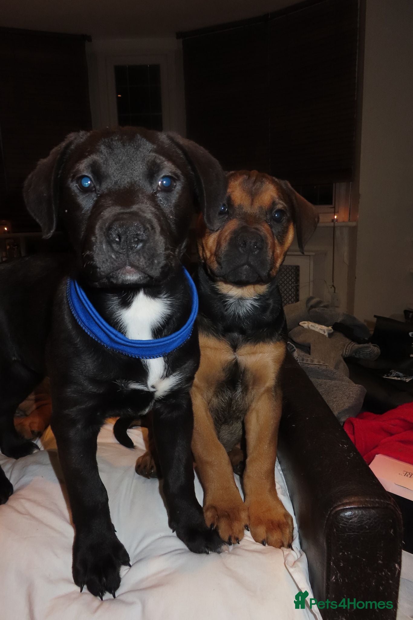 Mixed Breed dogs Rottweiler x Old Tyme Bulldog Puppies 7 months old - Advert 1