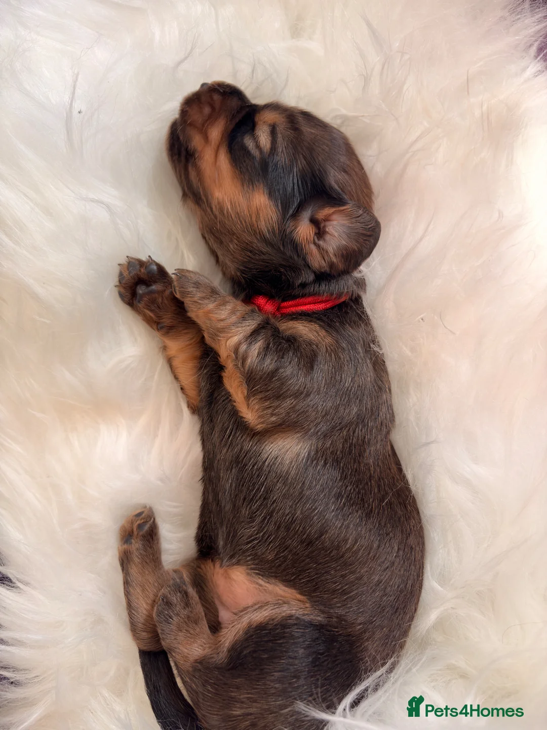 Dachshund dogs for sale: Standard longhair dachshund - Advert 6