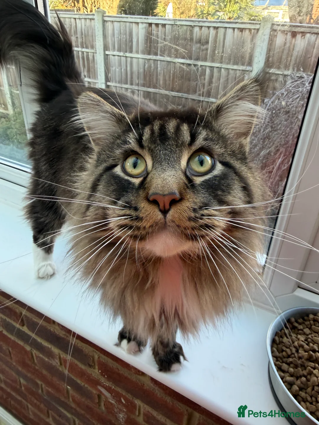 Maine Coon cats for sale: One female main coin baby - Advert 3