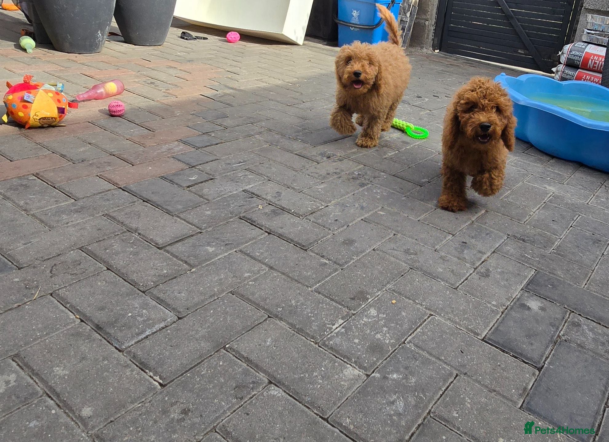 Cavapoo dogs BOYS ONLY cavapoo pups ready to leave  - Advert 1
