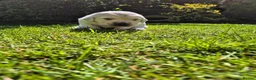 Golden Retriever dogs for sale: Exceptional Golden Retriever Puppies Born 06/04 - Advert 6