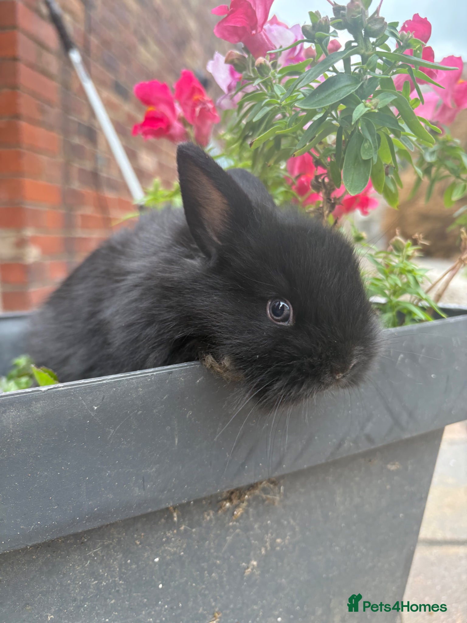 Lionhead rabbits for sale: Dwarf Lionhead Bunnies in Macclesfield - Advert 6