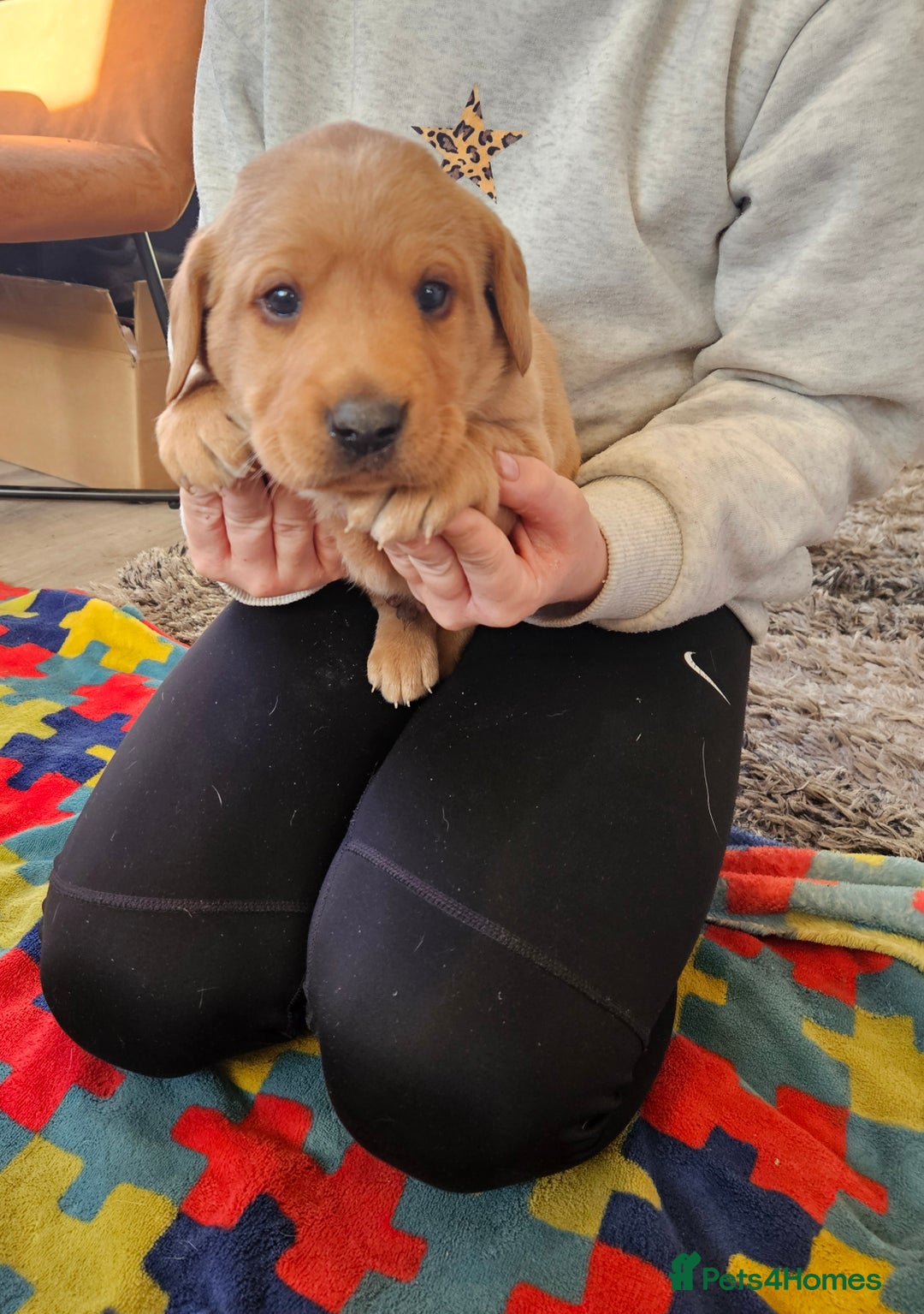 Labrador Retriever dogs for sale: KC Reg Labrador Pups For Sale - Advert 4