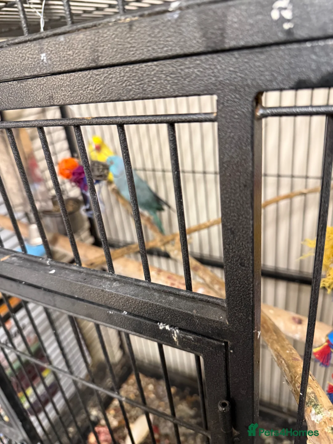 Ringnecks birds for sale:  for sale pair£400 No cage only birds for sale - Advert 2