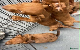 Dachshund dogs for sale: Gorgeous Dachshund Puppies  - Image 13