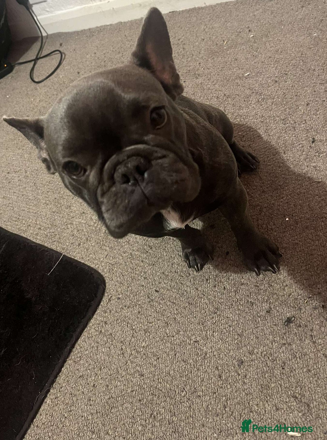 French Bulldog dogs for sale: Female puppy French Bulldog for sale - Advert 1