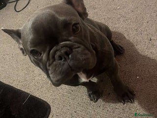 French Bulldog dogs Female puppy French Bulldog for sale - Advert 1