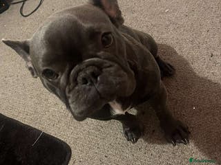 French Bulldog dogs Female puppy French Bulldog for sale - Advert 11