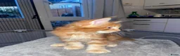 Maine Coon cats for sale: Rare Red Silver Maine Coon Kittens Available  - Advert 21
