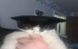 Mixed Breed cats for sale: Oreo and cookie - Image 3