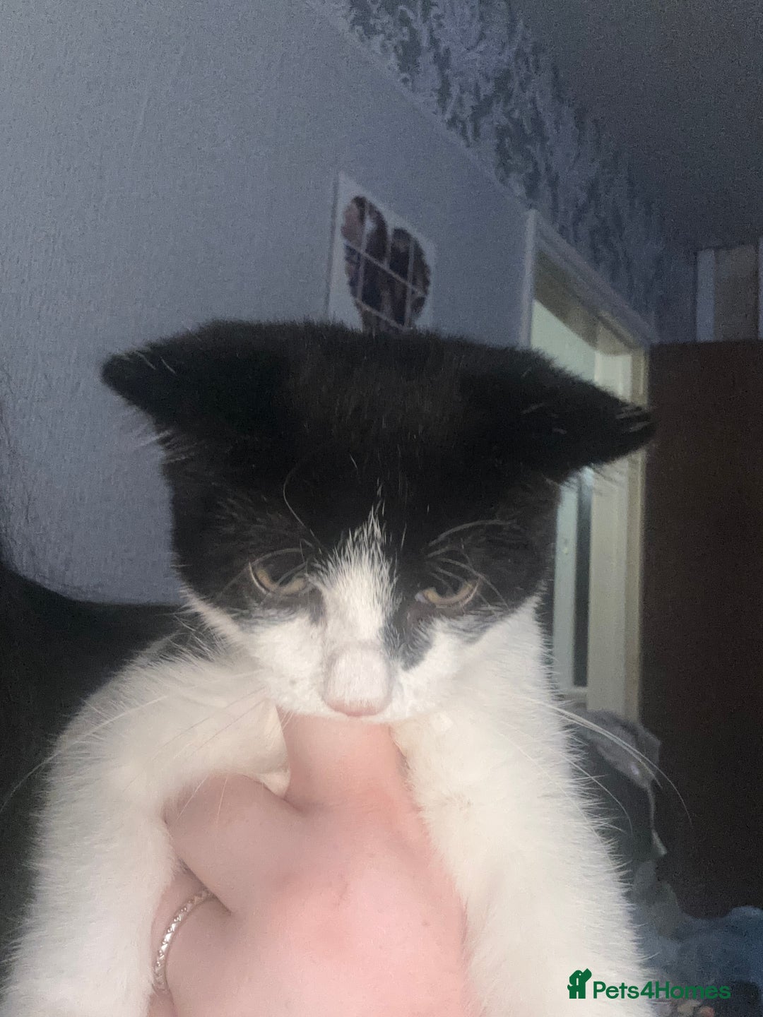 Mixed Breed cats for sale: Oreo and cookie - Image 3