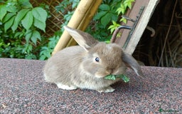 Mini Lop rabbits for sale: Pure bred mini lop baby - Image 7