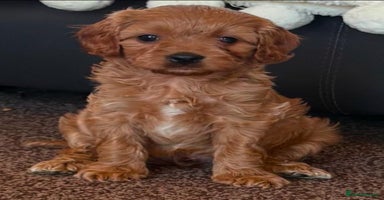 Cavapoo dogs - Advert 1
