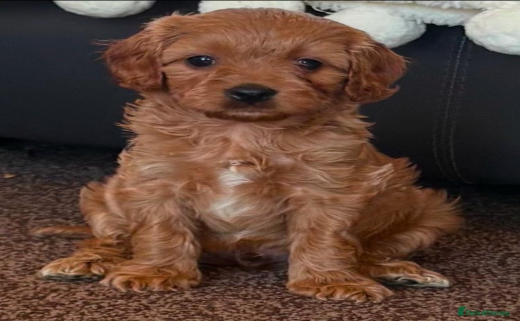Cavapoo dogs - Advert 2