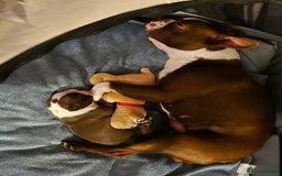 Boston Terrier dogs for sale: Red & white male Boston terrier - Image 4